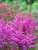 Astilbe Nemo