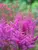 Astilbe Nemo