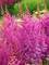 Astilbe Nemo – Bluestone Perennials
