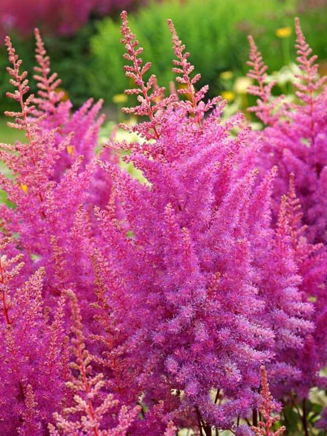 Astilbe Nemo