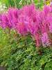 Astilbe Nemo