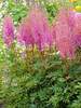 Astilbe Nemo