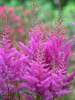 Astilbe Nemo