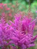 Astilbe Nemo