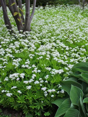 Link to Asperula Odorata