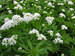 Asperula Odorata