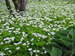 Asperula Odorata