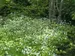 Asperula Odorata