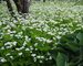 Asperula Odorata