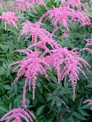 Link to Astilbe Ostrich Plume