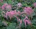 Astilbe Ostrich Plume