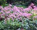 Astilbe Ostrich Plume