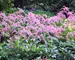 Astilbe Ostrich Plume