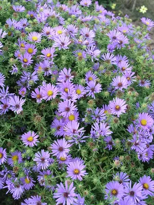 Link to Aster October Skies