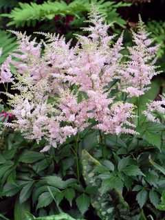 Astilbe
