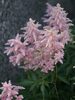 Astilbe Peach-Blossom