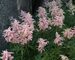 Astilbe Peach-Blossom