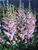 Astilbe Pumila