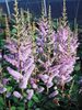 Astilbe Pumila