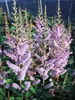 Astilbe Pumila