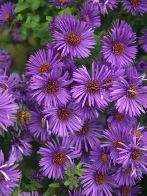 Link to Aster Purple Dome