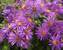 Aster Purple Dome