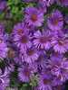 Aster Purple Dome