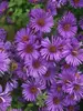 Aster Purple Dome