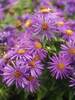 Aster Purple Dome