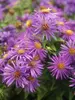 Aster Purple Dome
