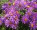 Aster Purple Dome