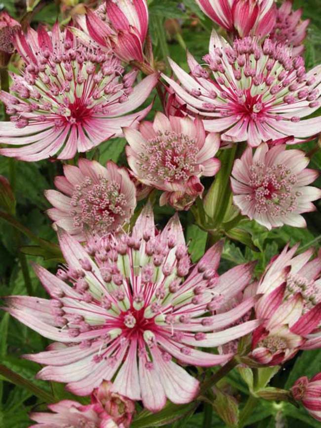 Astrantia Sparkling Stars Pink