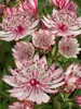 Astrantia Sparkling Stars Pink