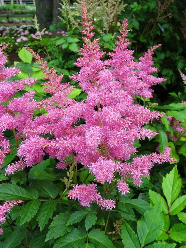 Astilbe Rhythm and Blues