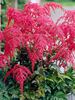 Astilbe Red Charm