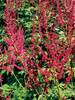 Astilbe Red Charm