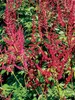 Astilbe Red Charm