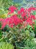 Astilbe Red Charm