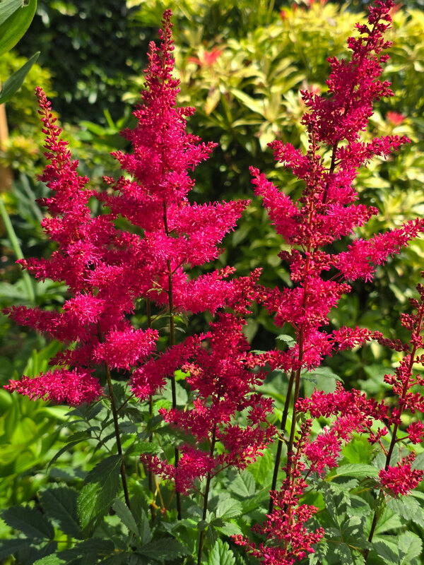 Astilbe Red Drumset