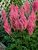 Astilbe Rise and Shine