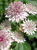 Astrantia Roma