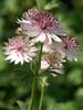 Astrantia Roma