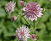 Astrantia Roma