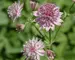Astrantia Roma
