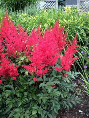 Link to Astilbe Red Sentinel