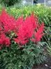 Astilbe Red Sentinel
