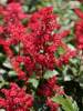 Astilbe Red Sentinel