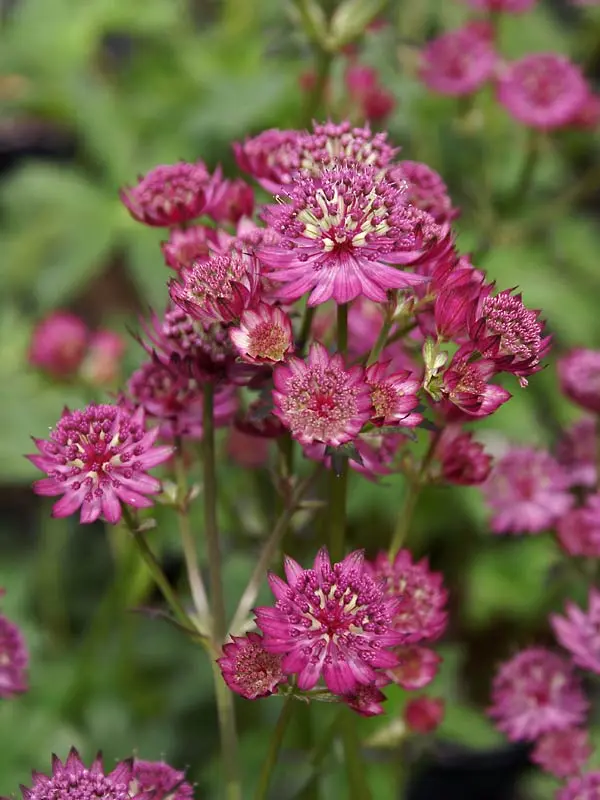 Astsrantia Star of Beauty
