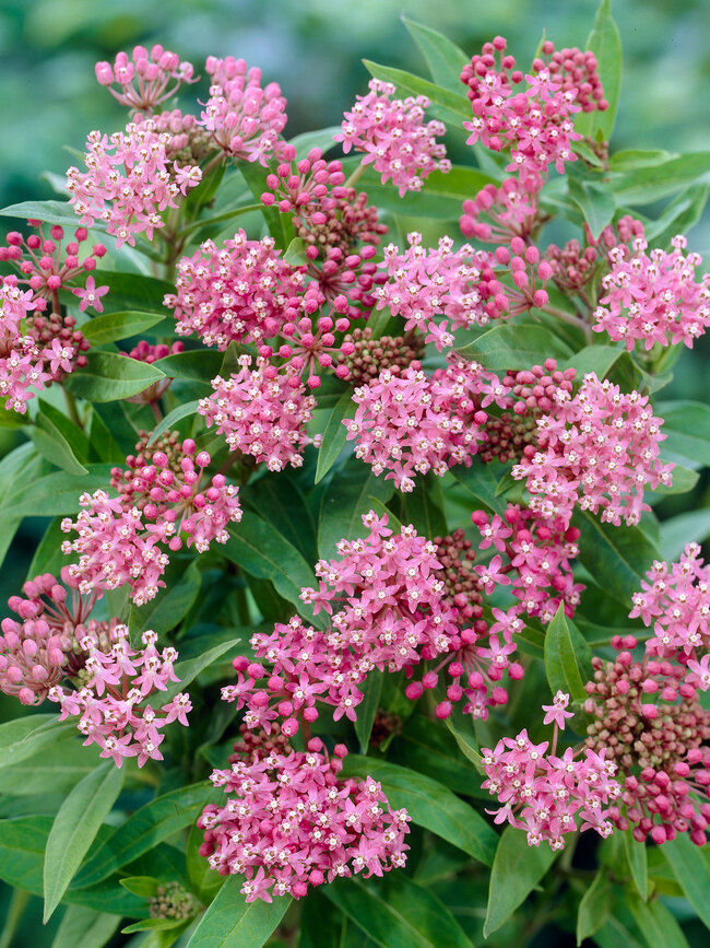 Asclepius Plant