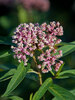 Asclepias Soulmate